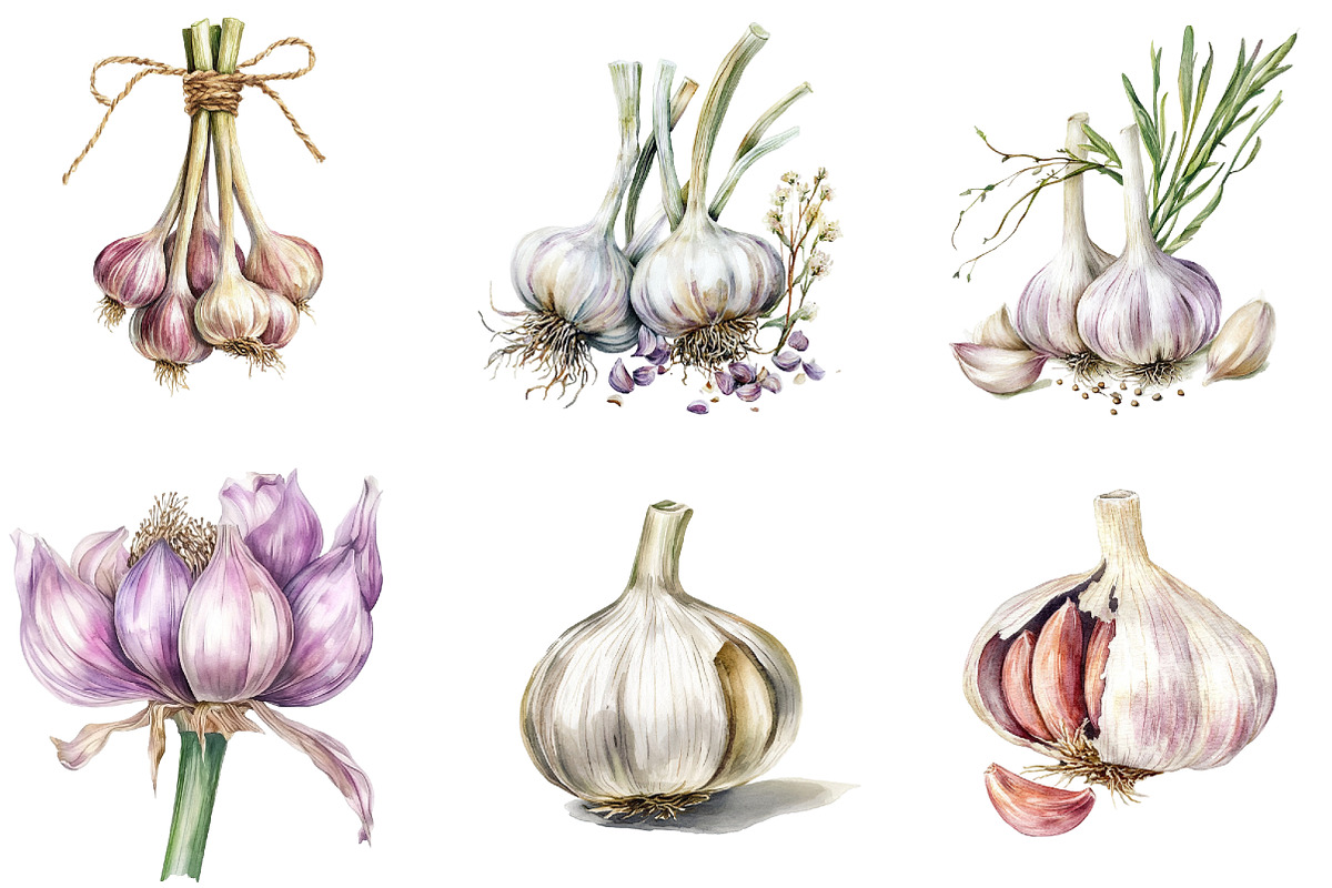 Garlic Watercolor Clipart Bundle, an Illustration by DreamArtGraphic (Photo 2 of 4)