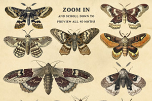 Moths - 40 Antique Style PNG Images