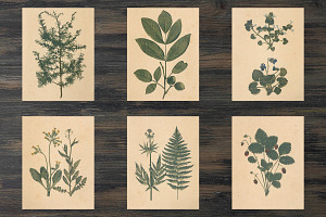 Vintage Herbarium, Floral Images