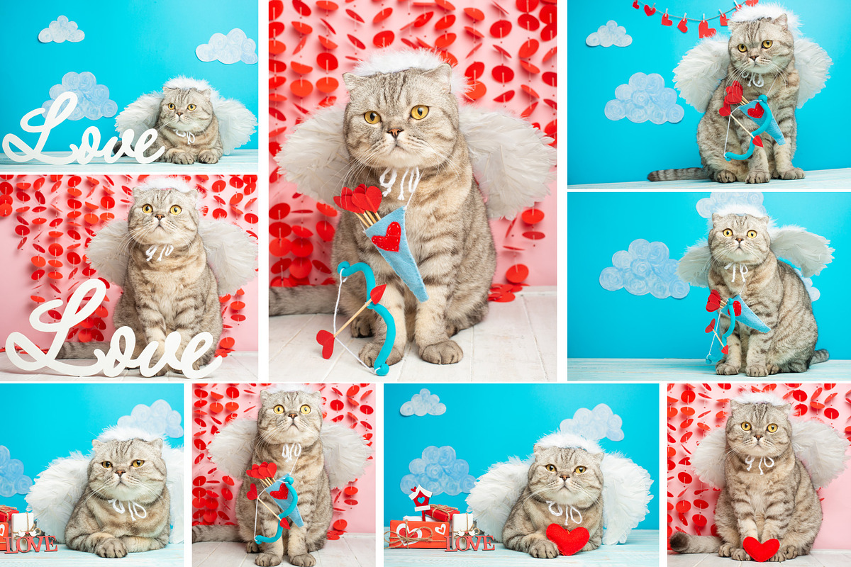Cute cat Cupid, an Animal Photo by AnStore (Photo 2 of 2)