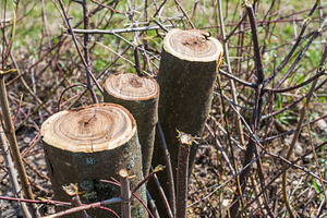 Trunks of trimmed trees, a Nature Photo by Vapi