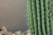 Wild Desert Cacti Bundle, a Nature Photo by HG Photography (Thumbnail 7 of 7)