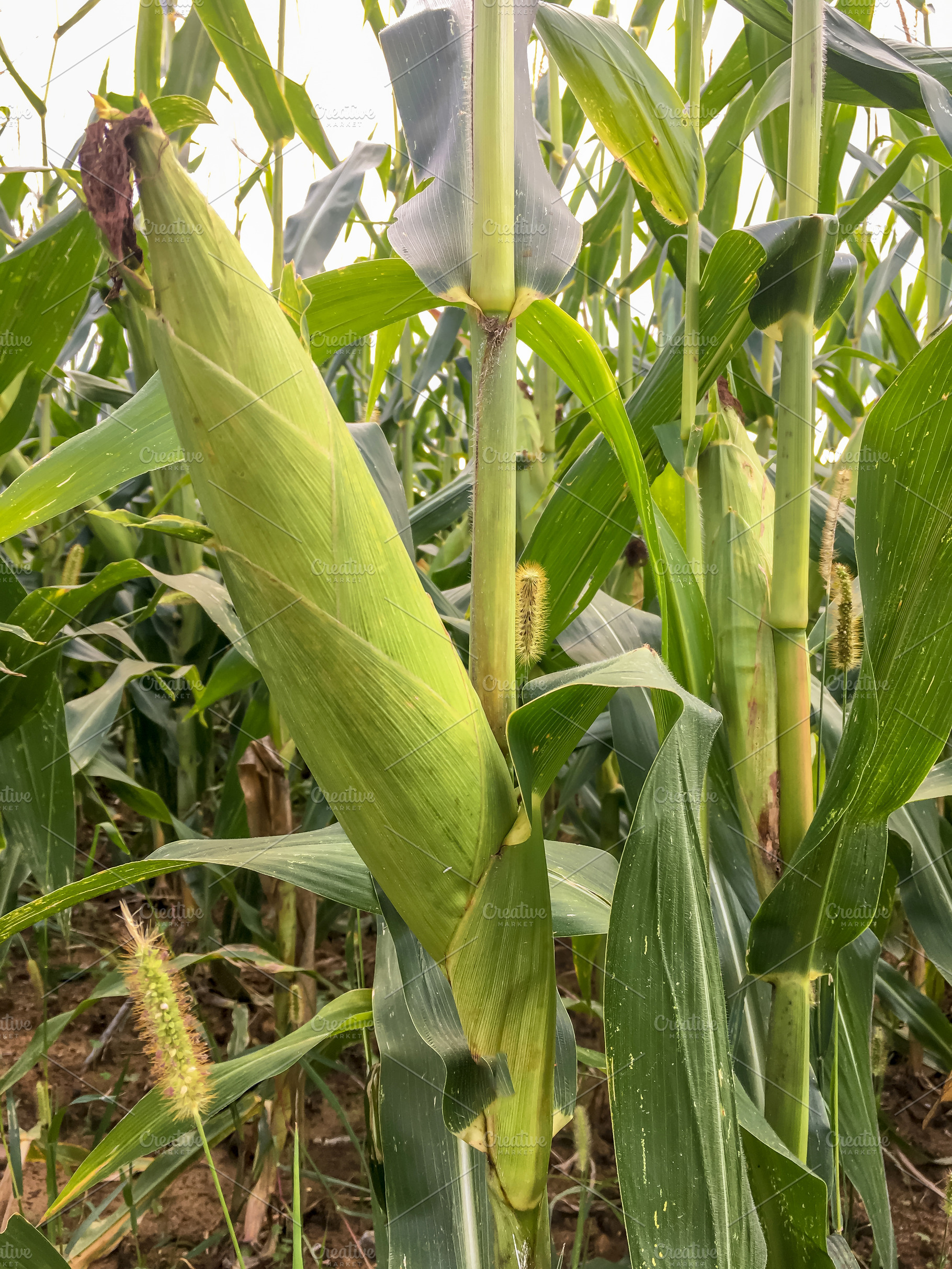Corn cobs, a Nature Photo by KYNA STUDIO