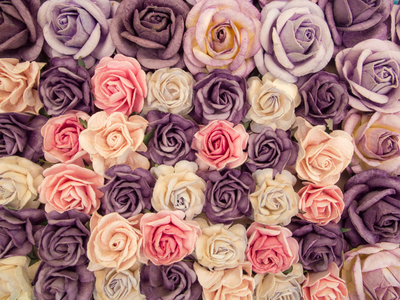 Paper beautiful roses background, an Abstract Photo by Namphon2u