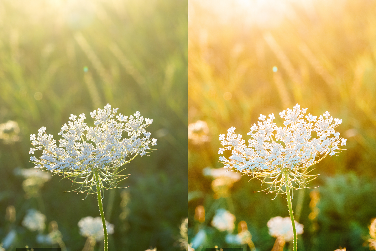 10 Meadows Lightroom Presets, a Preset Add-On by RamsaGraphi (Photo 9 of 10)