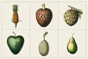 Fruit and Vegetable Art Collection, a Food Illustration by Illusiongraphic (Thumbnail 8 of 14)