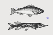 Fish Vector Collection, an Animal Illustration by Lubov Illustrations Shop (Thumbnail 4 of 6)