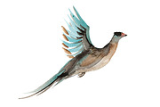 Winter animal watercolor clipart set, an Animal Illustration by masha gross (Thumbnail 5 of 5)