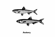 Fish collection, part 1, a Food Illustration by ZotovShop (Thumbnail 10 of 14)