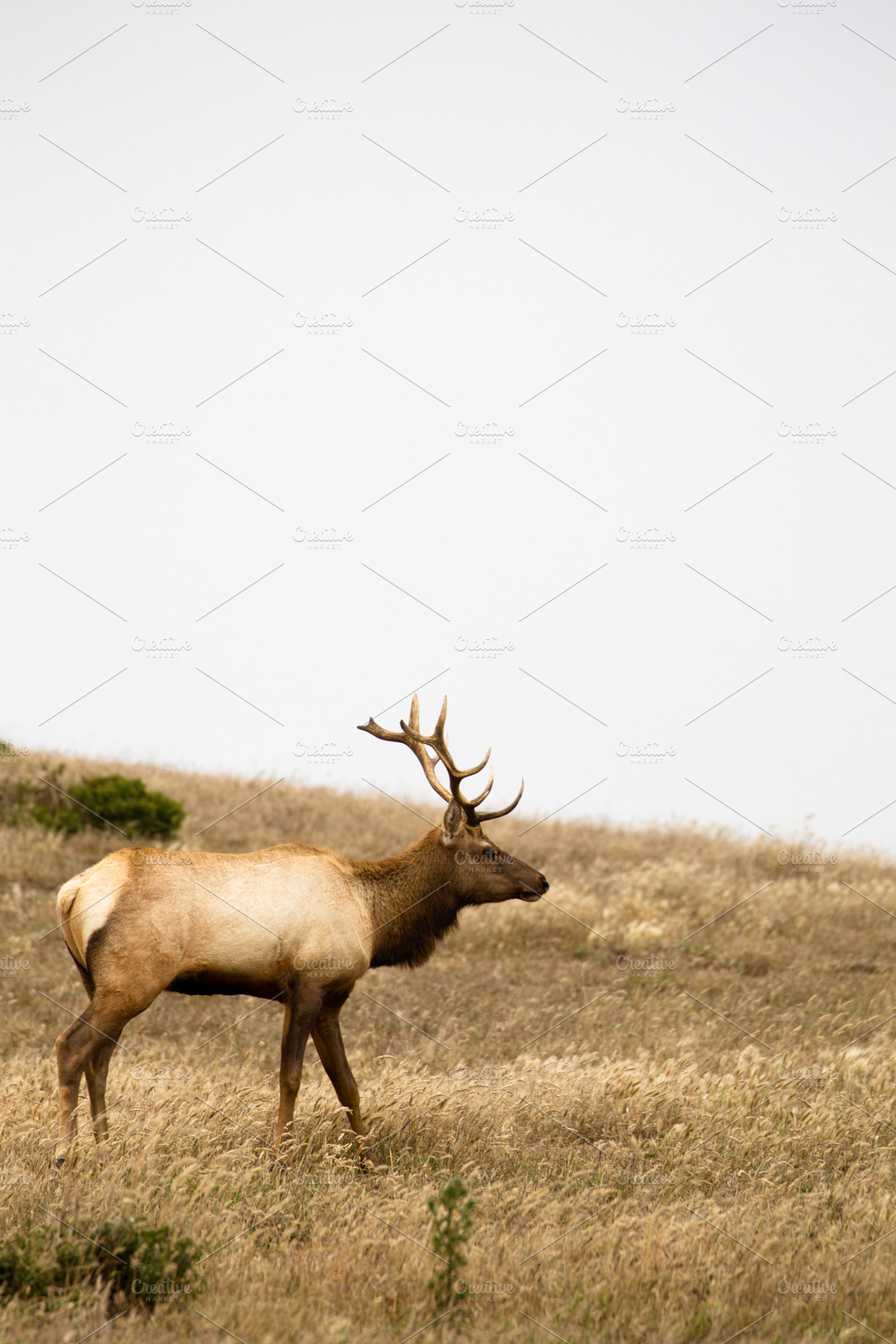 Tule elk cervus canadensis nannodes containing san francisco, california, and, an Animal Photo by DirkR