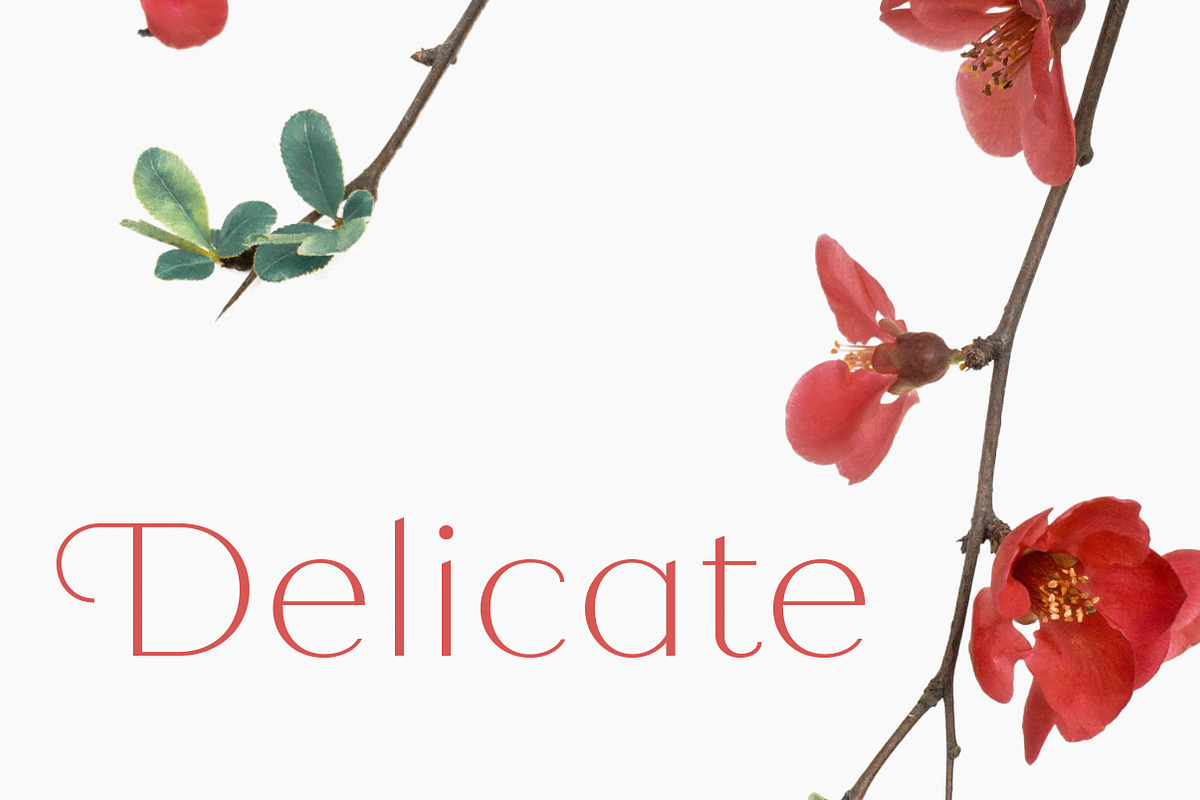 Quiche Sans Font Free Downloadv - UIFreebies