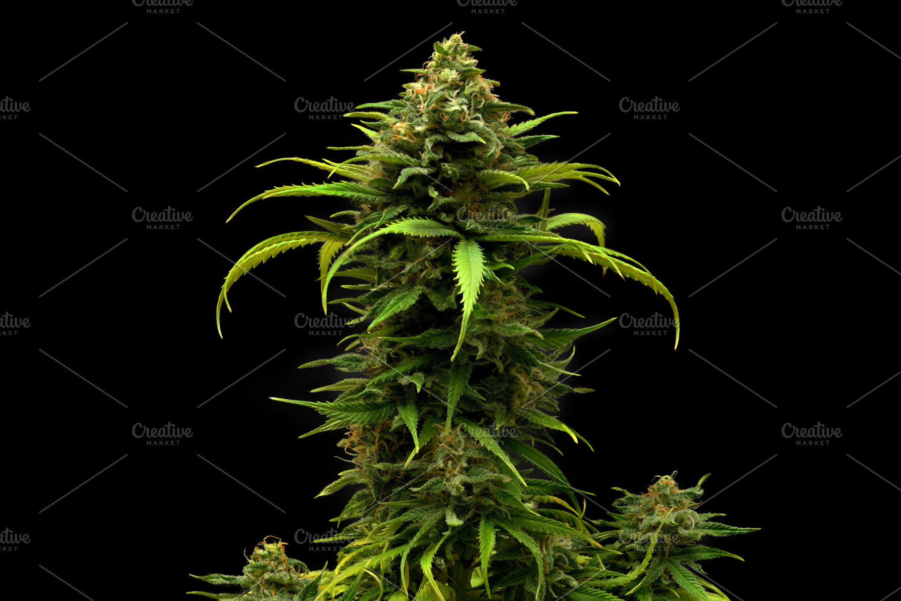 Marijuana plant auto flowering criti, a Nature Photo by Claudio Valdés