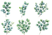 Watercolor Eucalyptus Clipart, an Illustration by Designworld (Thumbnail 4 of 6)