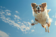 116 Flying animals, an Animal Photo by Handmadefont (Thumbnail 33 of 119)