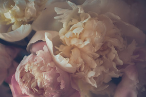 Pastel peonies