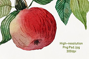Watercolor red apple brunch clipart, an Illustration by Dina Guiter (Thumbnail 3 of 12)