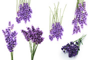 Lavender.PhotoSet, an Object Graphic by Pullia (Thumbnail 3 of 4)