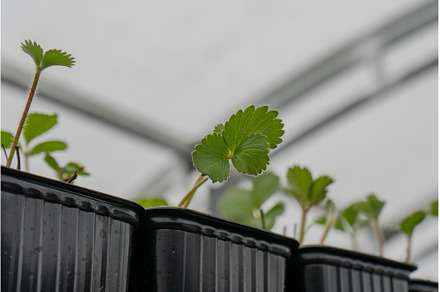 Hydroponics is the technique of, a Food & Drink Photo by Media Whale Stock