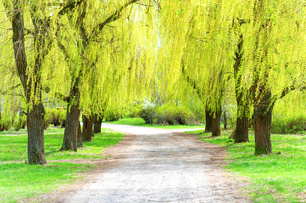 Green park with green trees, a Nature Photo by Vapi