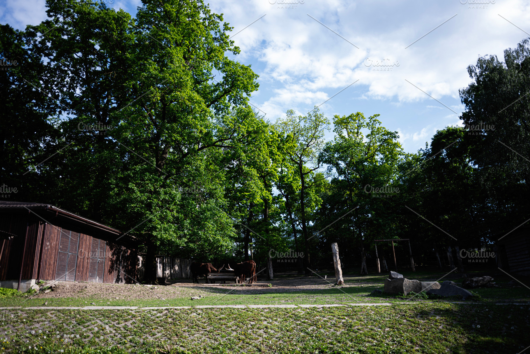 Open forested animal enclosure surrounded by green trees and blue skies, a Photo by AS photostudio