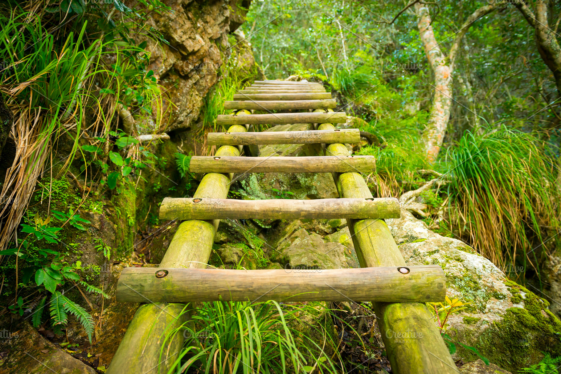 Forest Step Ladder, a Nature Photo by THP Creative