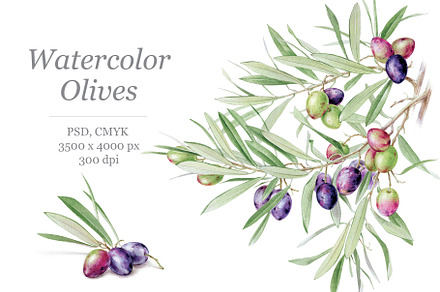 Watercolor Olives