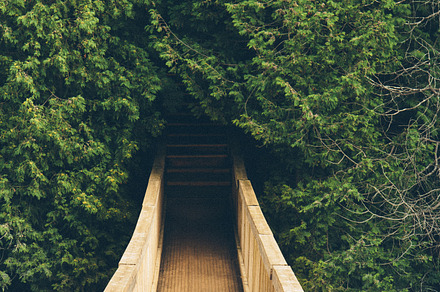 Wooden Suspended Bridge in Forest 2