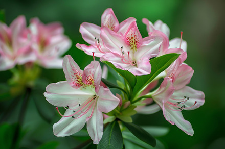 Rhododendron flowers in soft pink an, a Photo by Tanuart