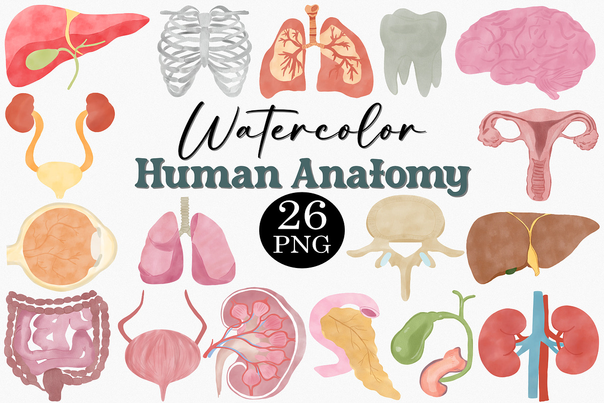 Watercolor Human Anatomy Clipart Set, an Illustration by CropUp Creative (Photo 1 of 4)