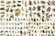 300+ The Birds of Australia, an Animal Illustration by Digital Museum (Thumbnail 6 of 15)