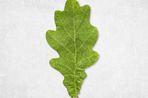 Green oak leaf isolated, a Nature Photo by BOOCYS