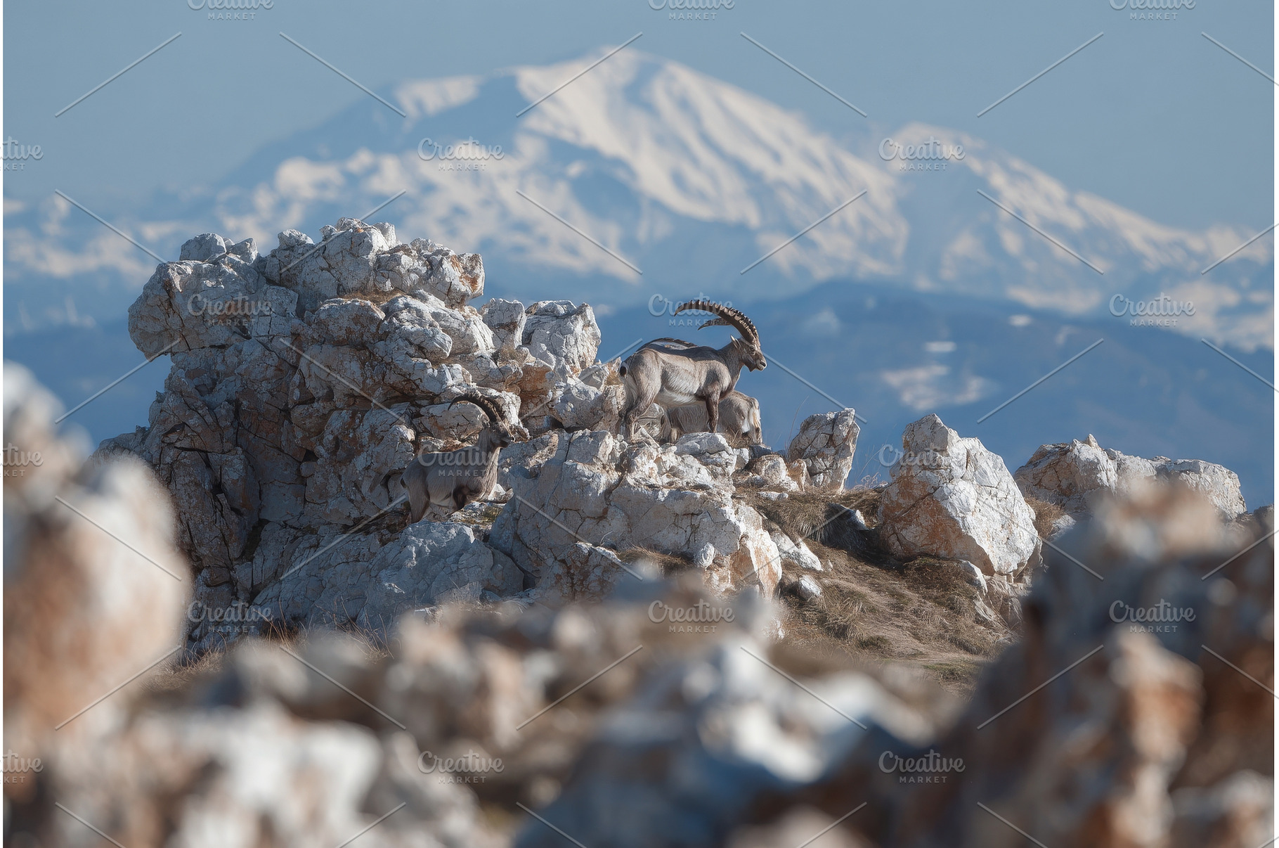 A group of adult ibex are resting on, an Animal Photo by ZinetroN