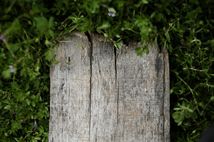 framing wood surrounded by leaves, a Background Photo by bastera