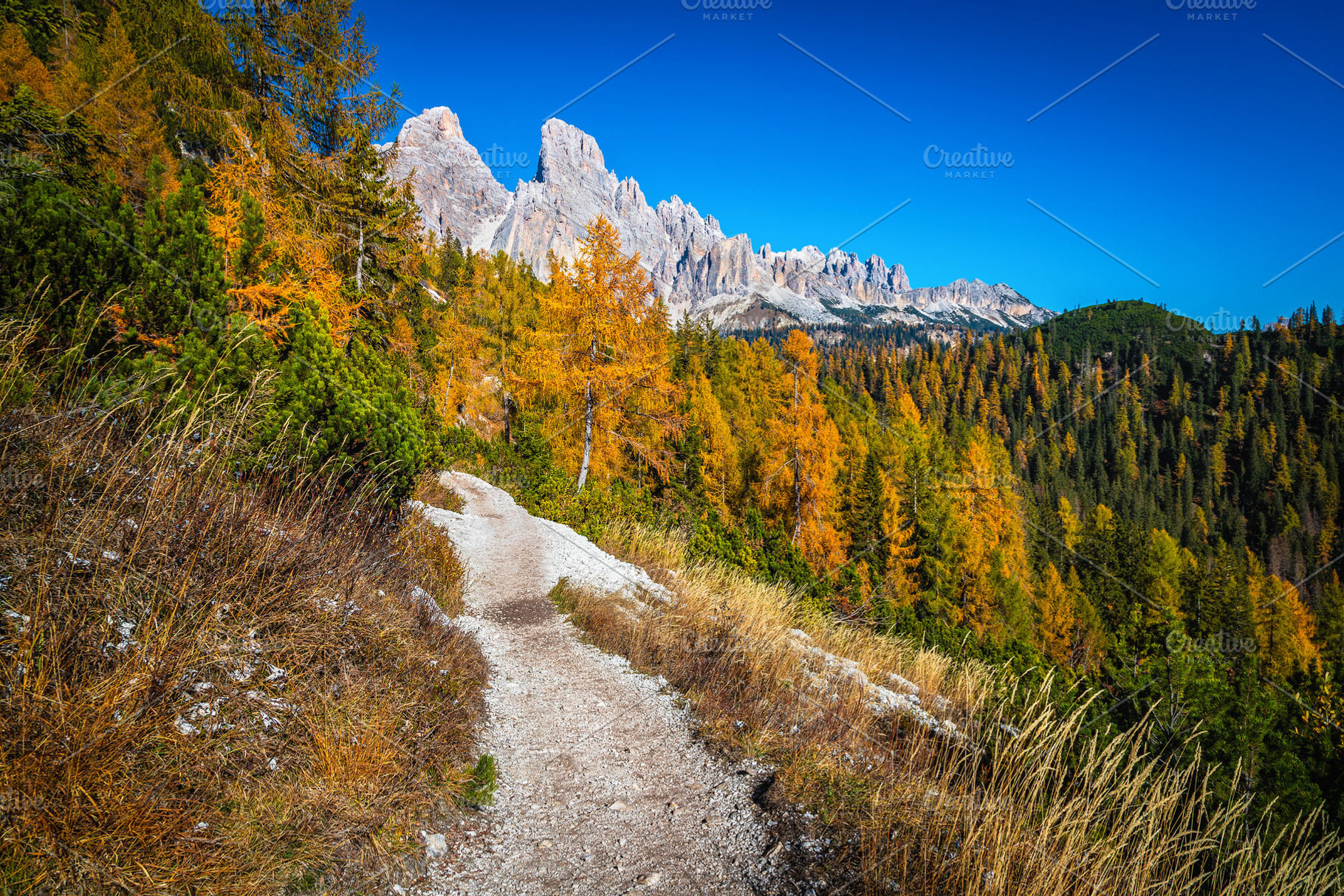 Narrow hiking trail in the forest, a Nature Photo by Alpine Dreams