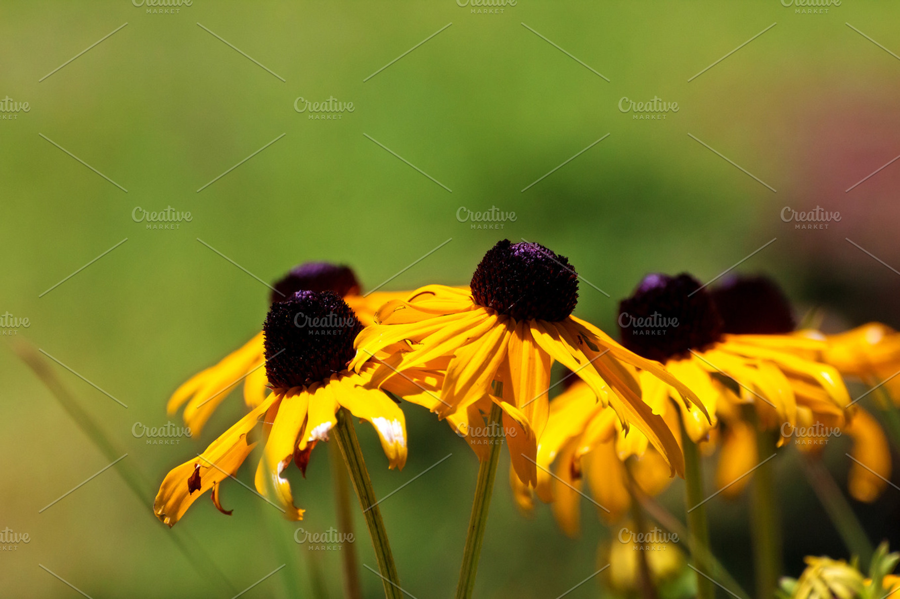 Black Eyed Susan Flowers Background