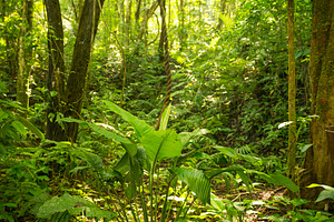 Sunlight On Forest Floor, a Nature Photo by THP Creative