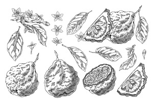 Vector illustration of set of whole, an Object Illustration by Sabelskaya