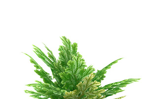 Selaginella