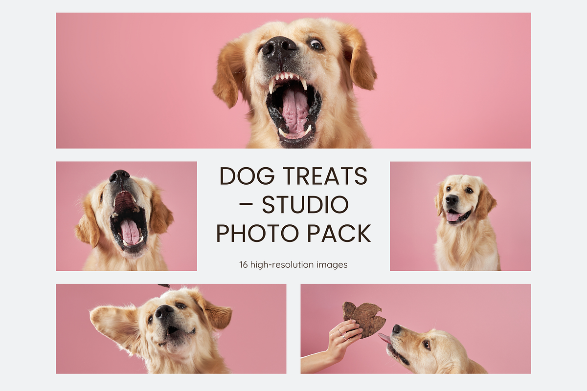 Dog Treats Studio Photo Pack – 16ph, an Animal Photo by Animalistica (Photo 1 of 3)
