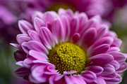 Pink chrysanthemum flowers, a Nature Photo by Ana Dee Photography (Thumbnail 1 of 2)