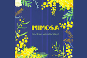 Mimosa  Watercolor Clip Art, an Illustration by LABFcreations (Thumbnail 1 of 4)