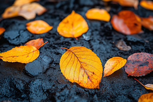 A close-up of vibrant autumn leaves in shades of orange and yellow resting on a, a Background Photo by ImageMir