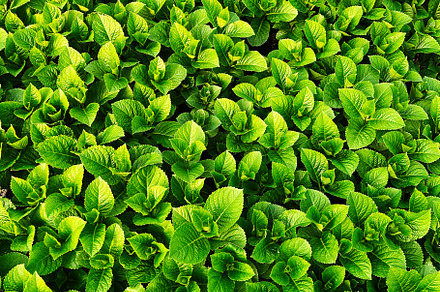 Lush green foliage of fresh leaves forming a vibrant and rich natural texture, a Photo by AS photostudio