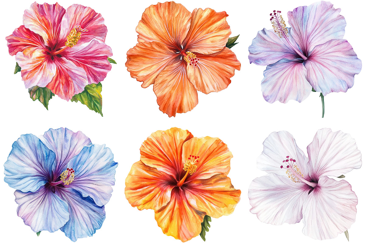 Hibiscus Flower Watercolor ClipArts, an Illustration by cherrydesign (Photo 2 of 3)