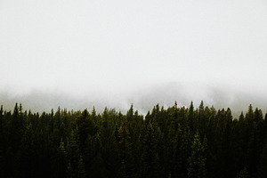 trees and fog 