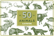 Vintage Illustrations - Free Update, an Animal Illustration by hypegraphic (Thumbnail 4 of 12)