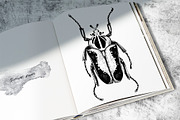 BUNDLE. Tropical Plants & Animals, an Object Graphic by Yevheniia (Thumbnail 8 of 8)