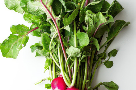 Vibrant radishes with green leaves i, a Photo by LOGOCREATIVE