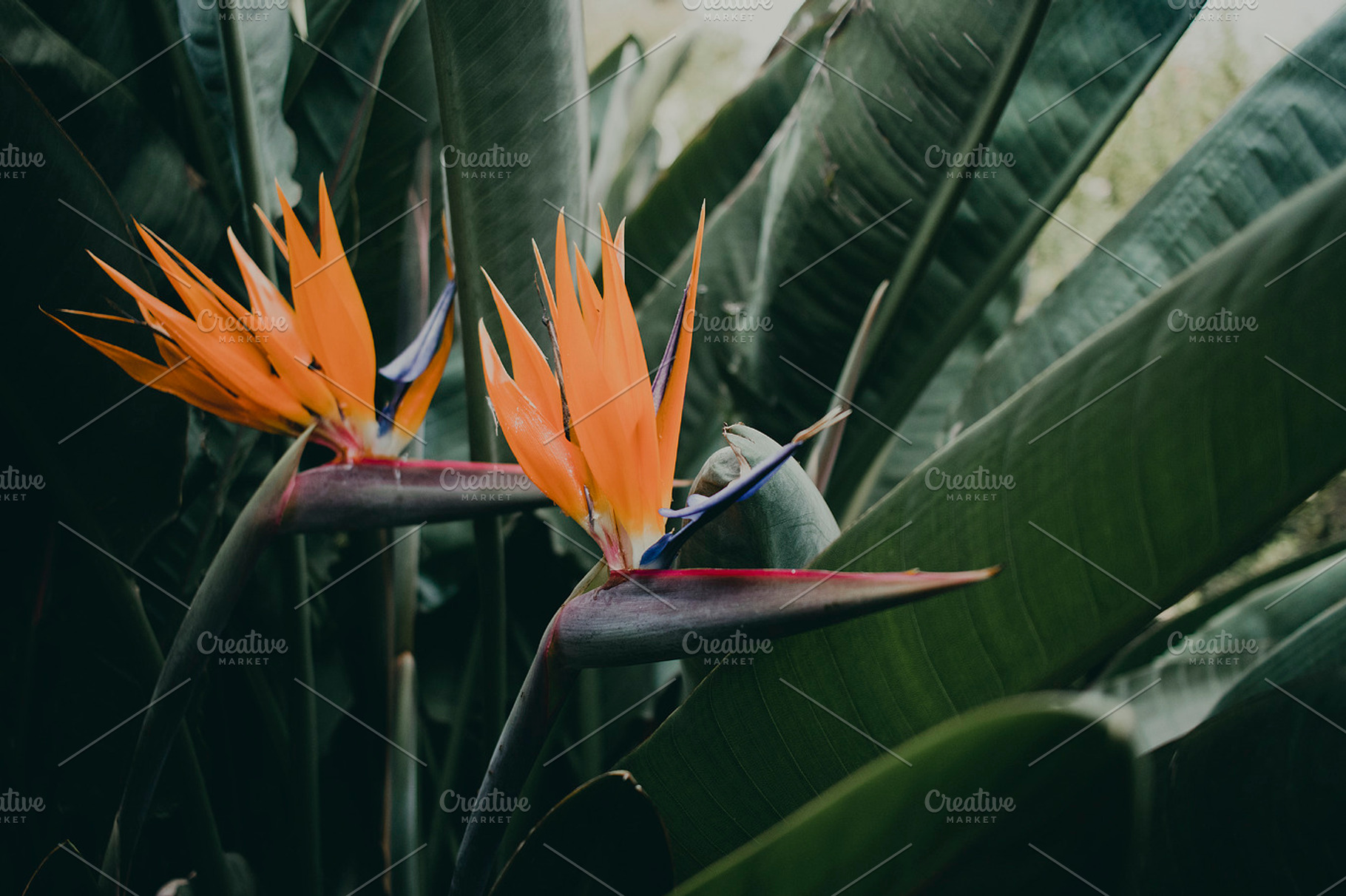 Minimalist Tropical Flower Photo, a Nature Photo by René Jordaan Photography