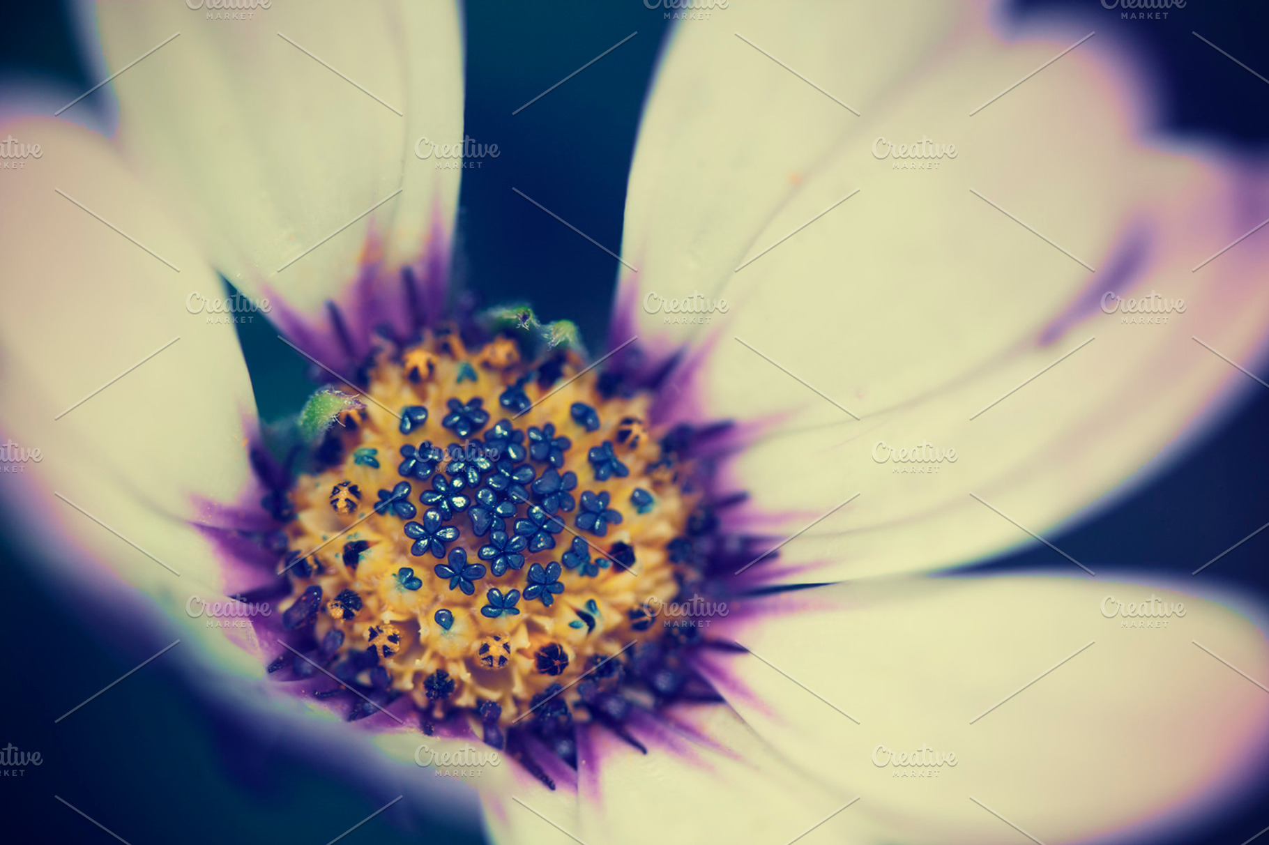 Flower full of Flowers